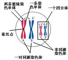 同源染色体和非同源染色体