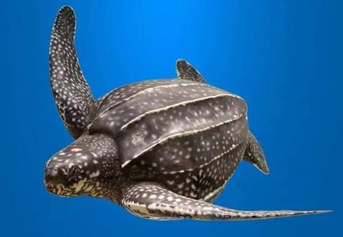 世界陆地上体型最大的海龟是什么龟？