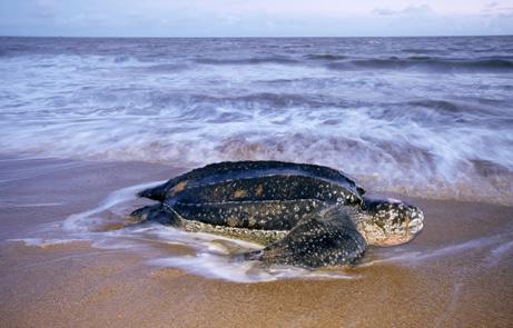 世界陆地上体型最大的海龟是什么龟？