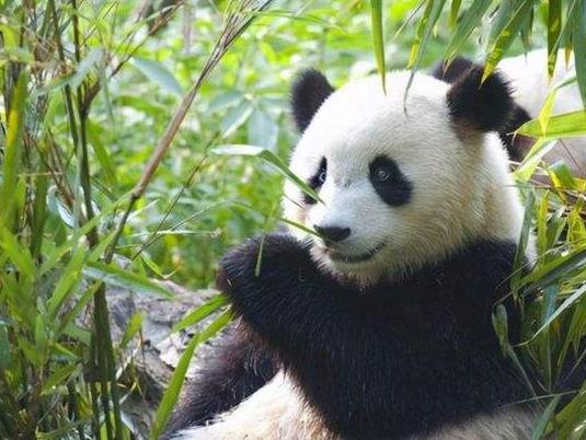 大熊猫是肉食动物还是素食动物？