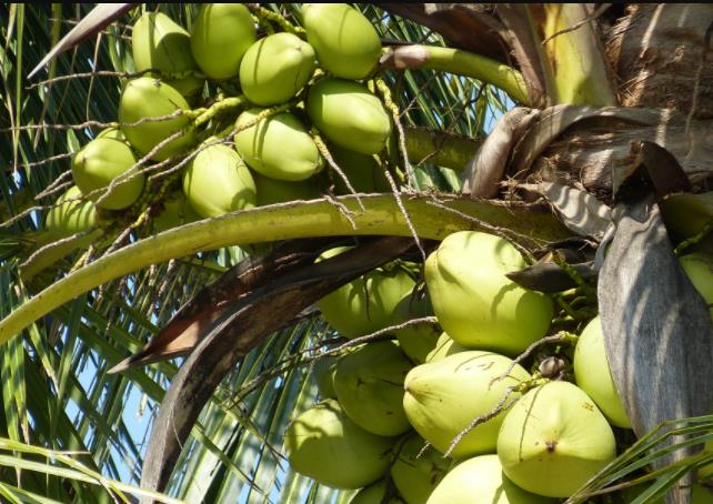 椰子树是属于什么植物?
